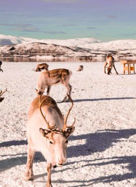 L’élevage des rennes avec les Sami de Norvège