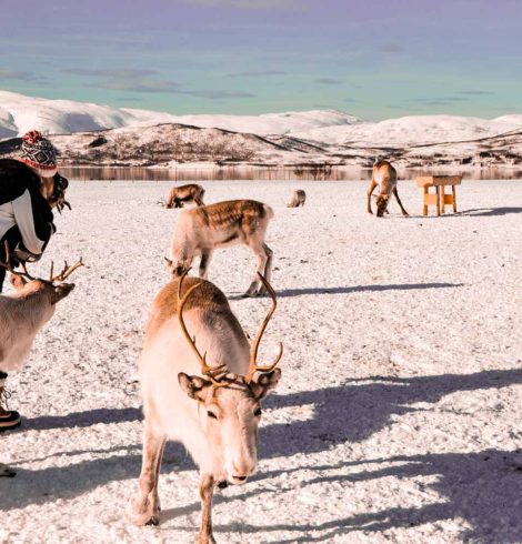 L’élevage des rennes avec les Sami de Norvège